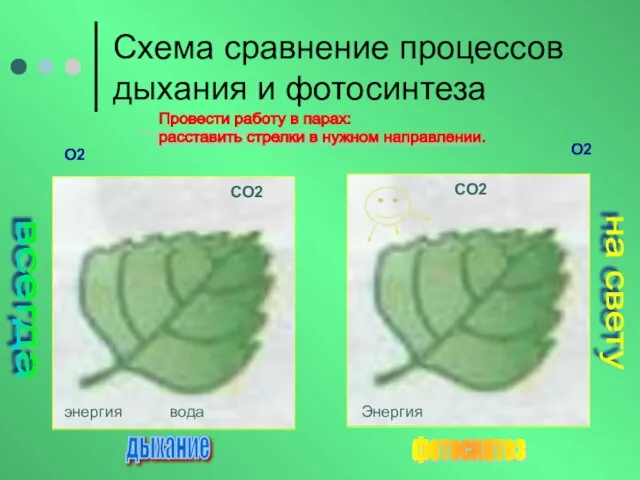 Схема сравнение процессов дыхания и фотосинтеза Провести работу в парах: расставить стрелки