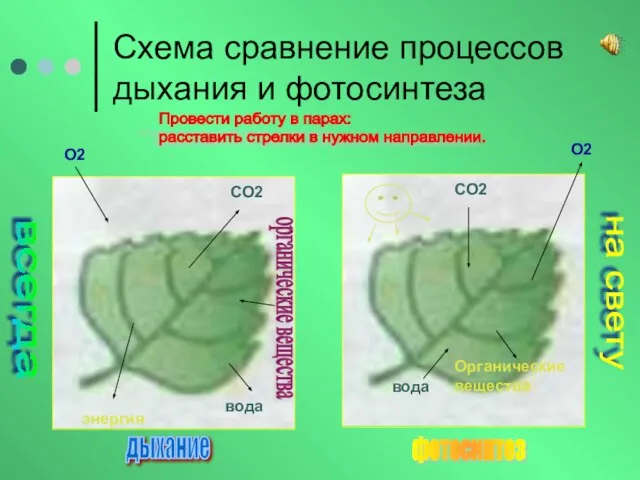 Схема сравнение процессов дыхания и фотосинтеза Провести работу в парах: расставить стрелки