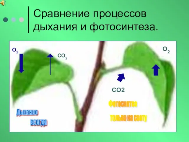 Сравнение процессов дыхания и фотосинтеза. Дыхание О2 СО2 Фотосинтез СО2 О2 всегда только на свету