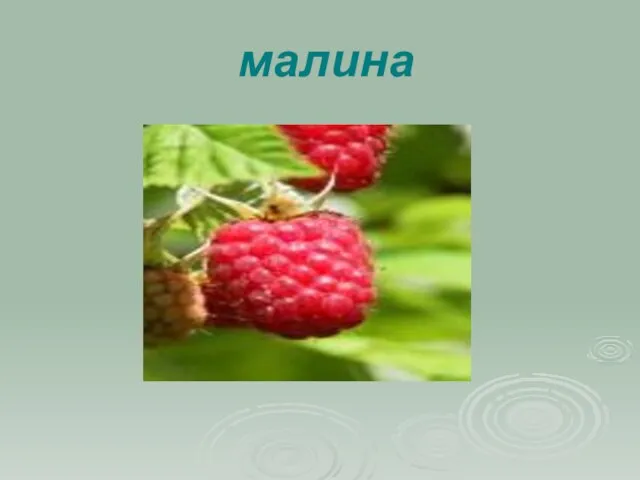 малина