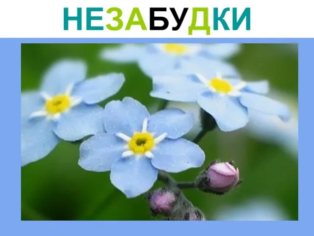 НЕЗАБУДКИ