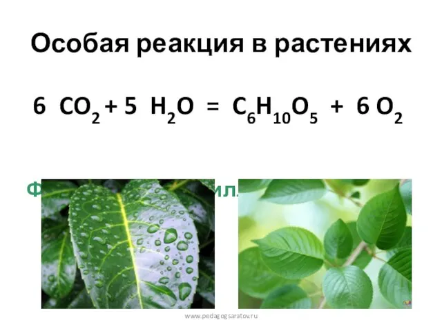Особая реакция в растениях 6 CO2 + 5 H2O = C6H10O5 +