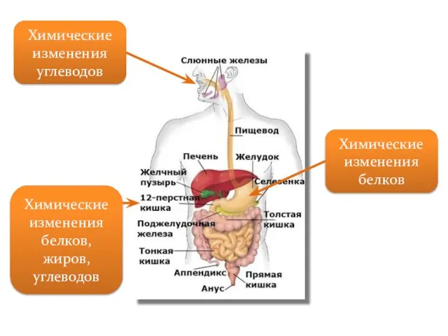 Химические изменения углеводов Химические изменения белков, жиров, углеводов Химические изменения белков