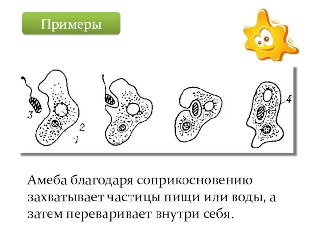 Примеры Амеба благодаря соприкосновению захватывает частицы пищи или воды, а затем переваривает внутри себя.