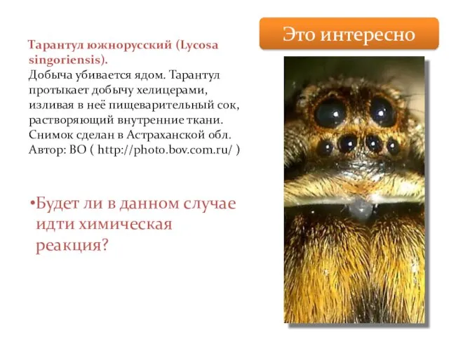 Тарантул южнорусский (Lycosa singoriensis). Добыча убивается ядом. Тарантул протыкает добычу хелицерами, изливая