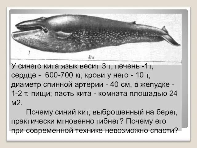 У синего кита язык весит 3 т, печень -1т, сердце - 600-700