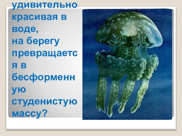 Почему медуза, удивительно красивая в воде, на берегу превращается в бесформенную студенистую массу?