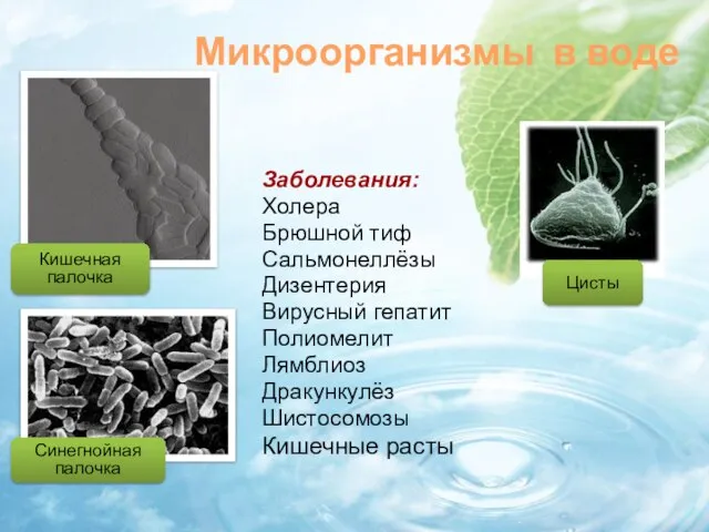 Микроорганизмы в воде Заболевания: Холера Брюшной тиф Сальмонеллёзы Дизентерия Вирусный гепатит Полиомелит