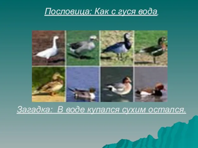 Пословица: Как с гуся вода. Загадка: В воде купался сухим остался.