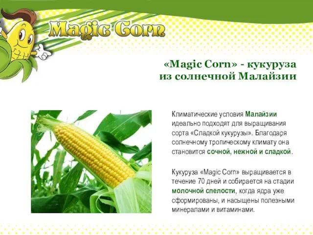 «Magic Corn» - кукуруза из солнечной Малайзии Климатические условия Малайзии идеально подходят