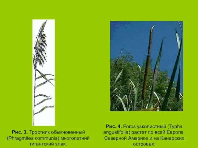 Рис. 3. Тростник обыкновенный (Phragmites communis) многолетний гигантский злак. Рис. 4. Рогоз