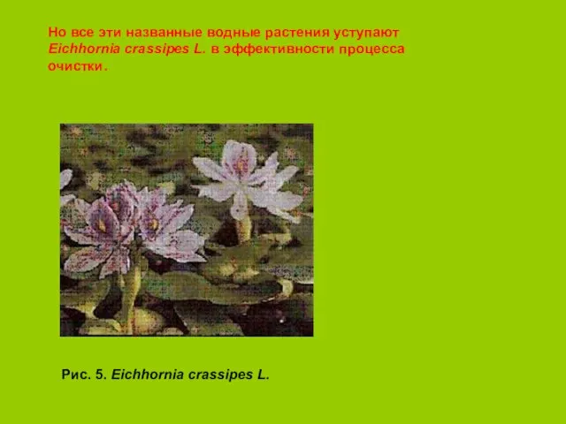 Но все эти названные водные растения уступают Eichhornia crassipes L. в эффективности