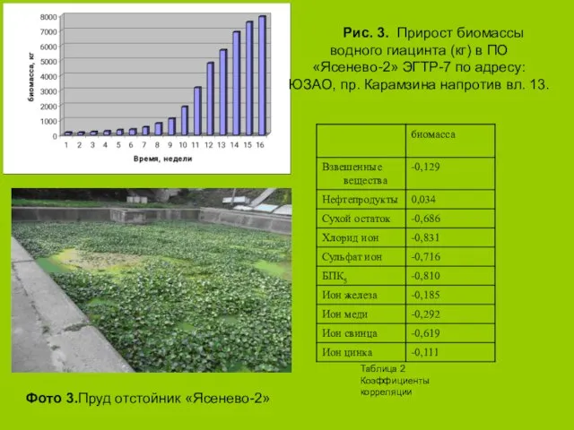 Рис. 3. Прирост биомассы водного гиацинта (кг) в ПО «Ясенево-2» ЭГТР-7 по