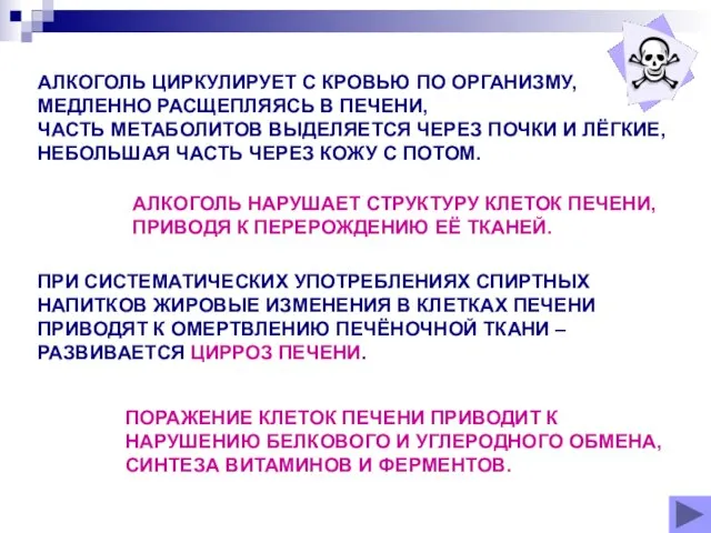 АЛКОГОЛЬ ЦИРКУЛИРУЕТ С КРОВЬЮ ПО ОРГАНИЗМУ, МЕДЛЕННО РАСЩЕПЛЯЯСЬ В ПЕЧЕНИ, ЧАСТЬ МЕТАБОЛИТОВ