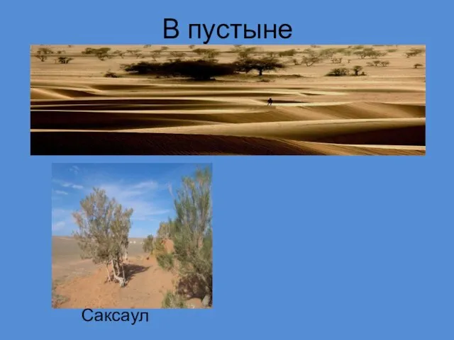 В пустыне Саксаул