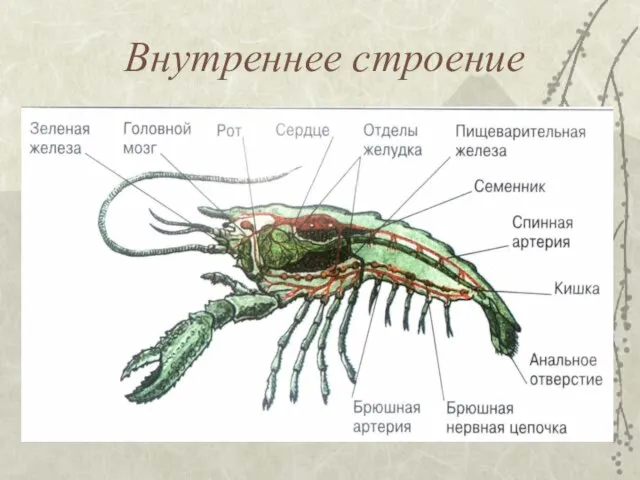 Внутреннее строение