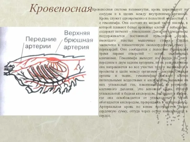 Кровеносная Кровеносная система незамкнутая, кровь циркулирует по сосудам и в щелях между