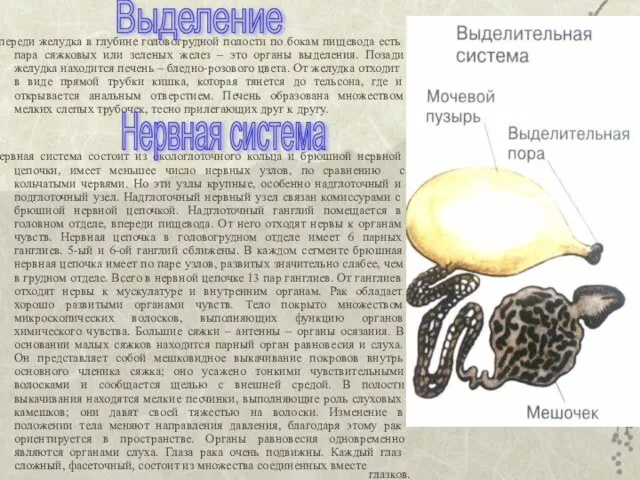 глазков. Впереди желудка в глубине головогрудной полости по бокам пищевода есть пара