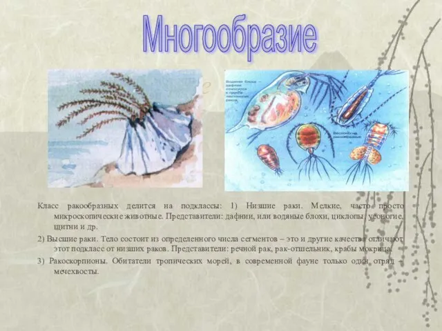 Многообразие Класс ракообразных делится на подклассы: 1) Низшие раки. Мелкие, часто просто