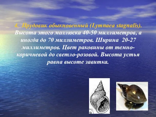 4. Прудовик обыкновенный (Lymnaea stagnalis). Высота этого моллюска 40-50 миллиметров, а иногда