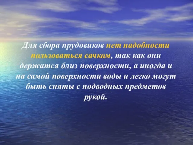 Для сбора прудовиков нет надобности пользоваться сачком, так как они держатся близ