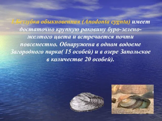 1.Беззубка обыкновенная (Anodonta cygnta) имеет достаточно крупную раковину буро-зелено-желтого цвета и встречается