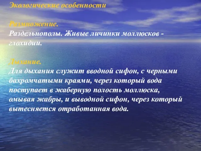 Экологические особенности Размножение. Раздельнополы. Живые личинки моллюсков - глохидии. Дыхание. Для дыхания