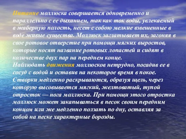 Питание моллюска совершается одновременно и параллельно с ее дыханием, так как ток