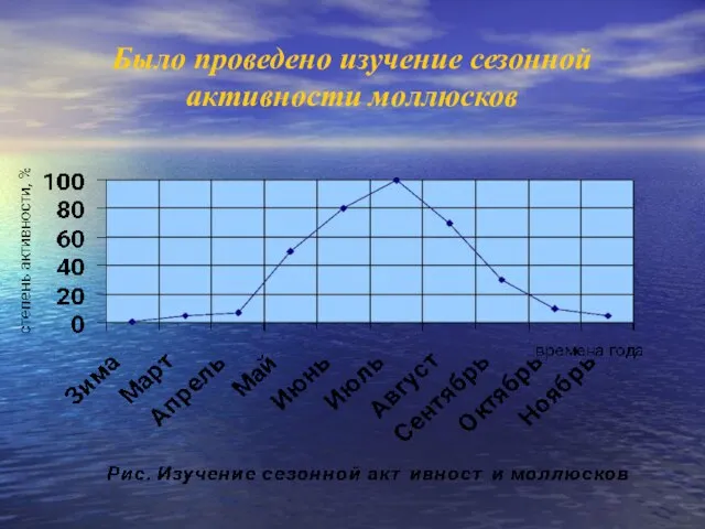 Было проведено изучение сезонной активности моллюсков