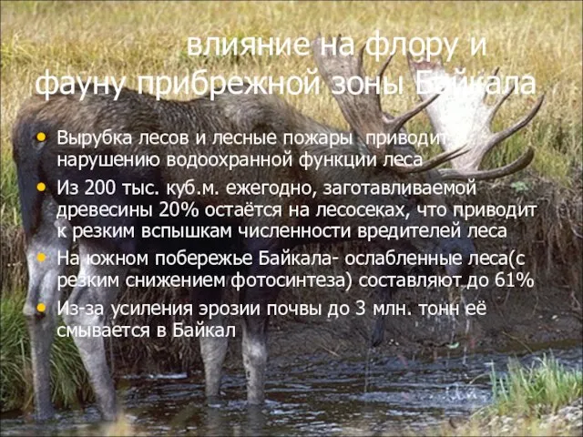 влияние на флору и фауну прибрежной зоны Байкала Вырубка лесов и лесные