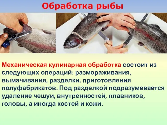 Обработка рыбы Механическая кулинарная обработка состоит из следующих операций: размораживания, вымачивания, разделки,