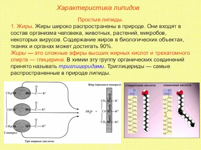 Характеристика липидов Простые липиды. 1. Жиры. Жиры широко распространены в природе. Они