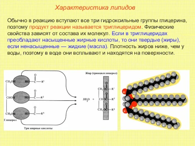 Характеристика липидов Обычно в реакцию вступают все три гидроксильные группы глицерина, поэтому
