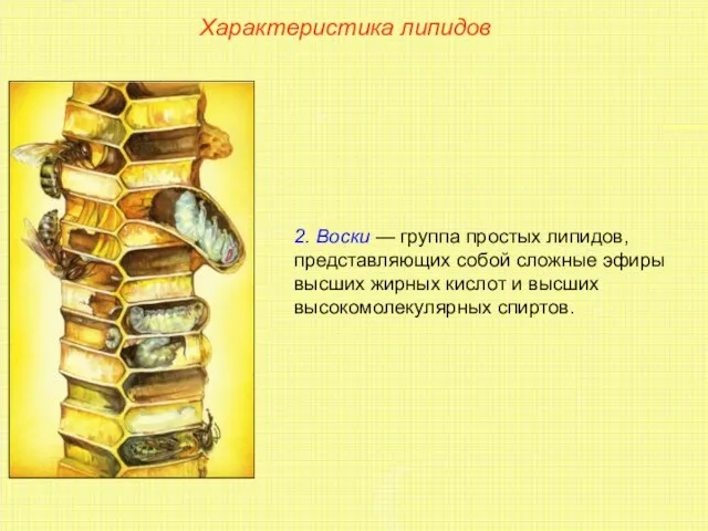 Характеристика липидов 2. Воски — группа простых липидов, представляющих собой сложные эфиры