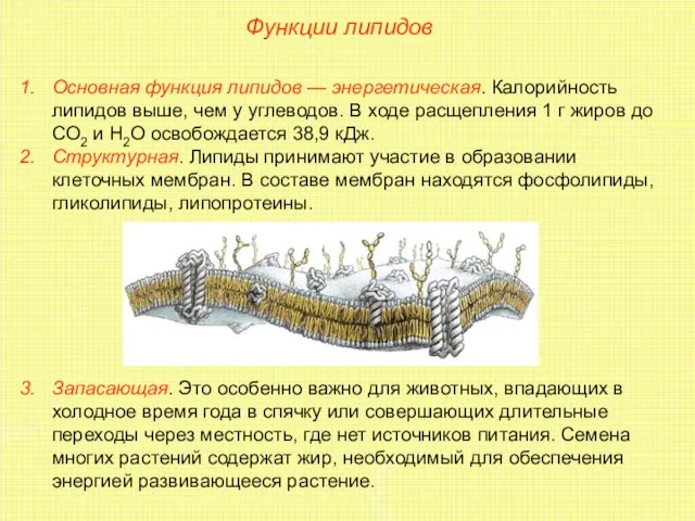 Функции липидов Основная функция липидов — энергетическая. Калорийность липидов выше, чем у