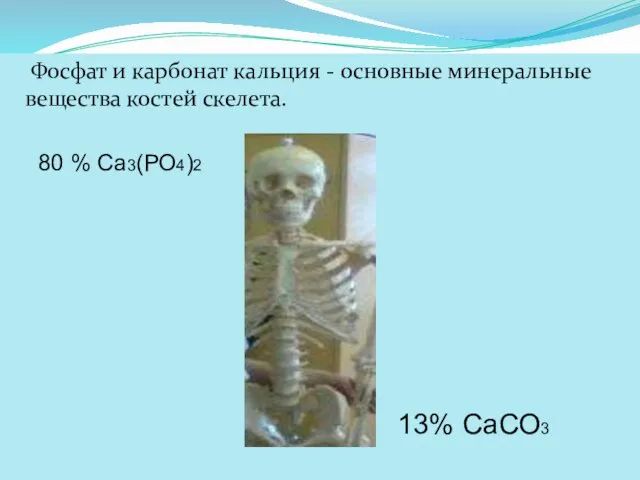 Фосфат и карбонат кальция - основные минеральные вещества костей скелета. 80 % Са3(РО4)2 13% СаСО3