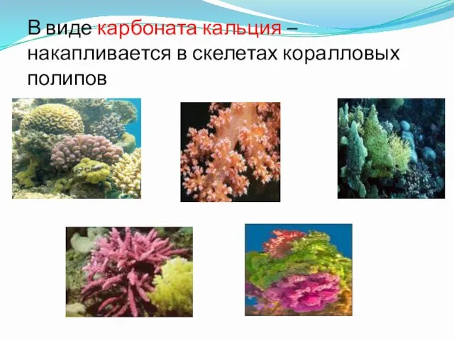 В виде карбоната кальция – накапливается в скелетах коралловых полипов