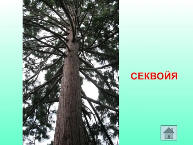 СЕКВОЙЯ