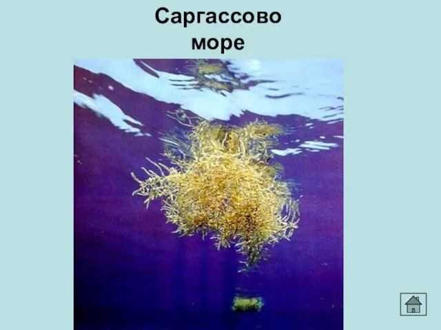 Саргассово море