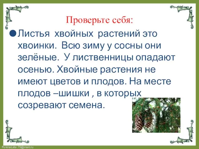 Проверьте себя: Листья хвойных растений это хвоинки. Всю зиму у сосны они