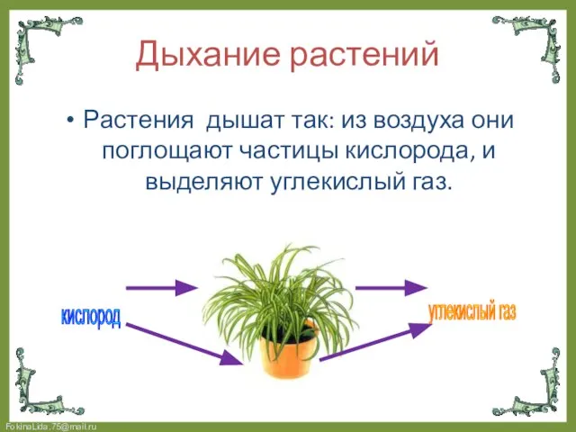 Растения дышат так: из воздуха они поглощают частицы кислорода, и выделяют углекислый