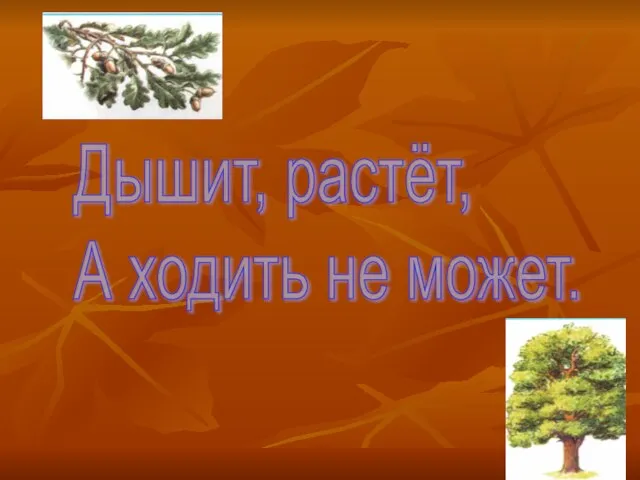 Дышит, растёт, А ходить не может.