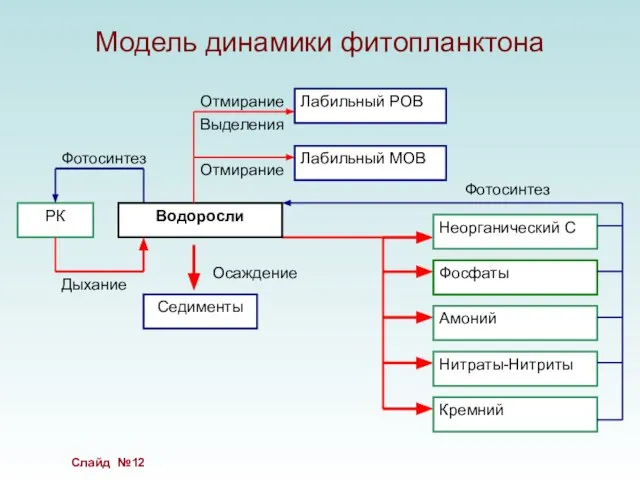 Модель динамики фитопланктона