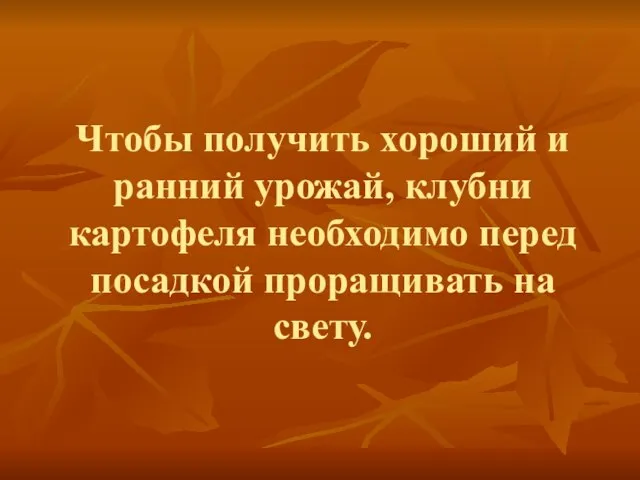 Чтобы получить хороший и ранний урожай, клубни картофеля необходимо перед посадкой проращивать на свету.