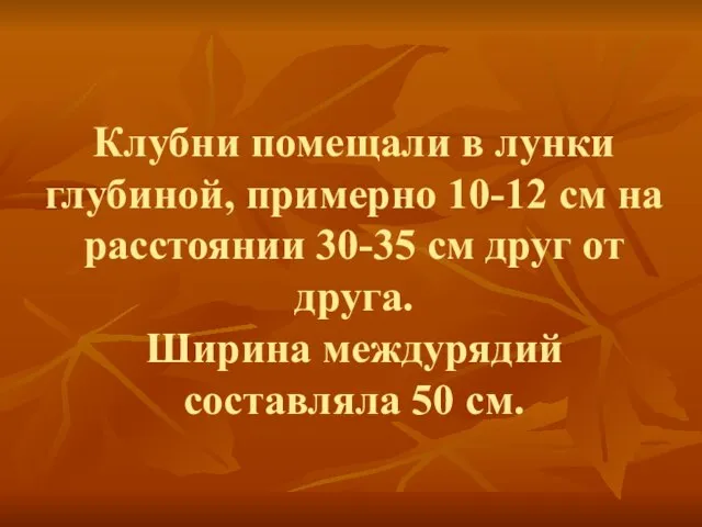 Клубни помещали в лунки глубиной, примерно 10-12 см на расстоянии 30-35 см