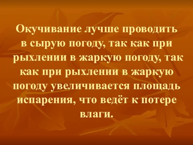 Окучивание лучше проводить в сырую погоду, так как при рыхлении в жаркую