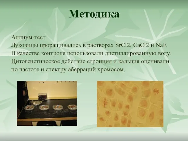 Методика Аллиум-тест Луковицы проращивались в растворах SrCl2, CaCl2 и NaF. В качестве