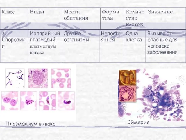 Плазмодиум вивакс Эймерия