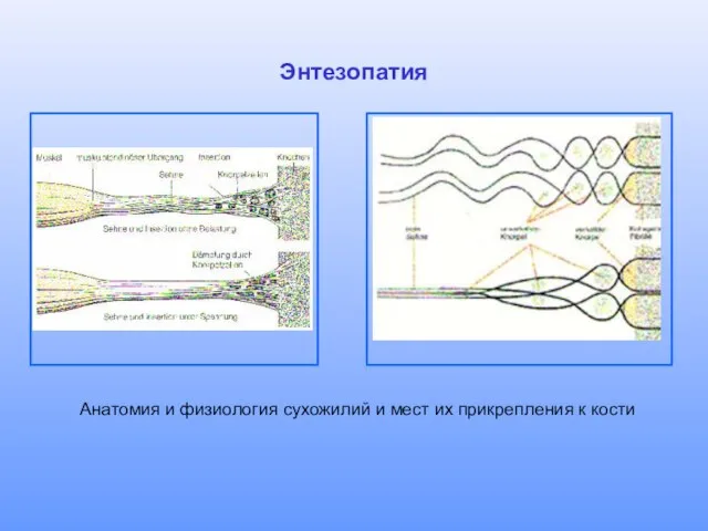 Энтезопатия Анатомия и физиология сухожилий и мест их прикрепления к кости