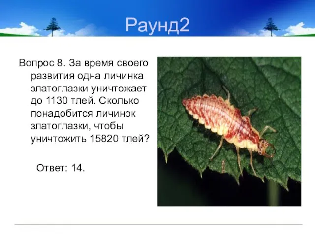 Раунд2 Вопрос 8. За время своего развития одна личинка златоглазки уничтожает до